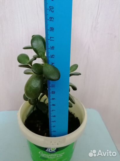 Толстянка или денежное дерево