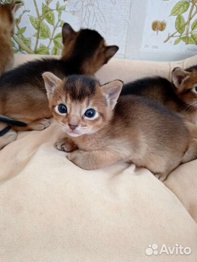 Абиссинские котята