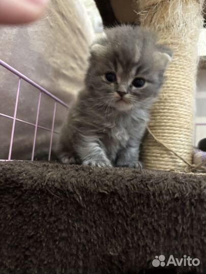 Шотландские вислоухие котята