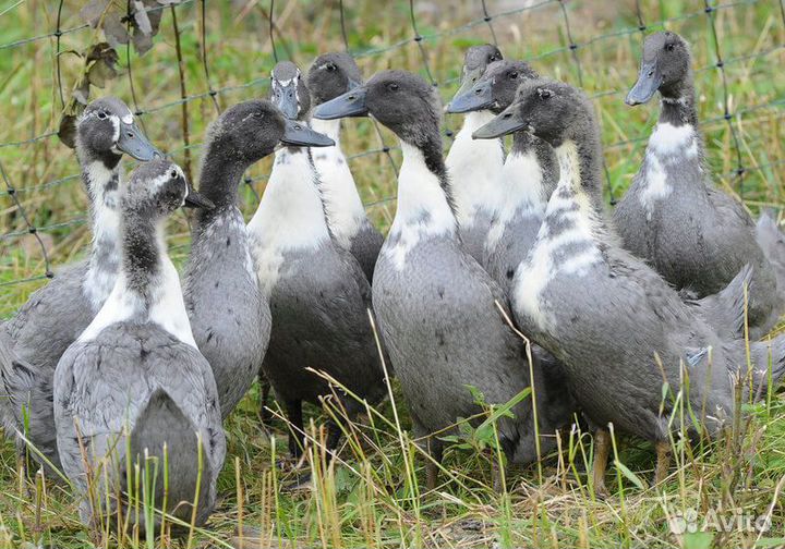 Яйцо бройлерной утки Фаворит голубой в наличии