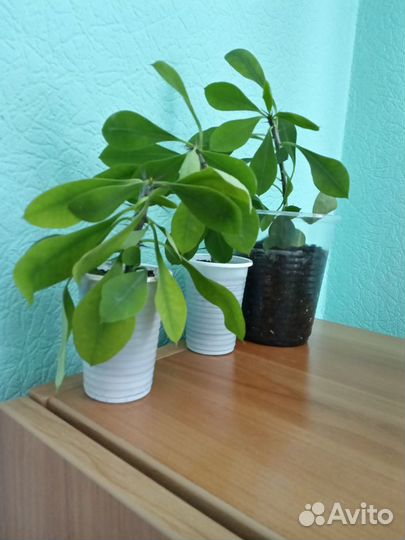 Молочай миля