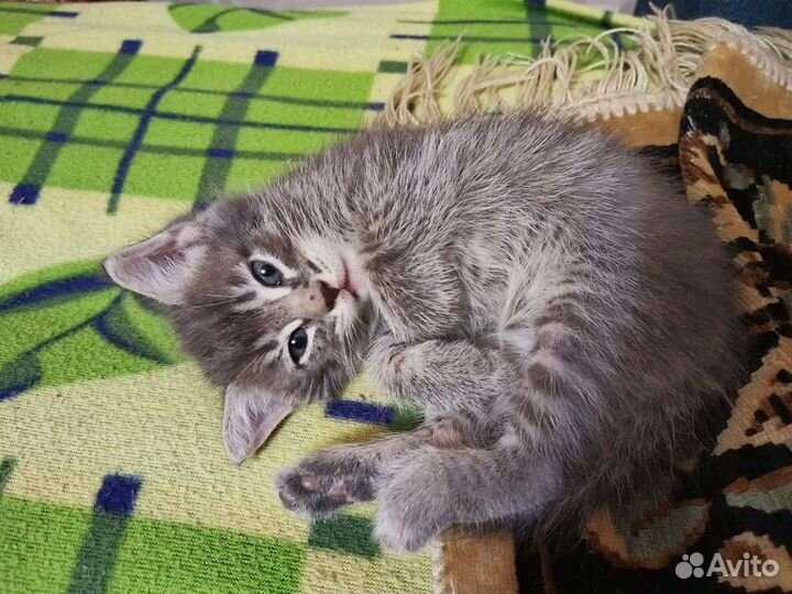 Кошки в добрые руки бесплатно