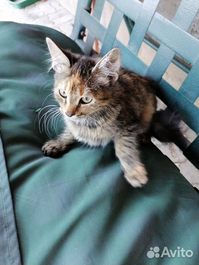 Кошечка