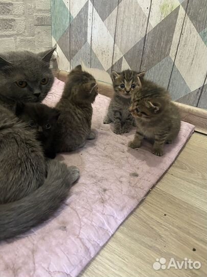 Котята