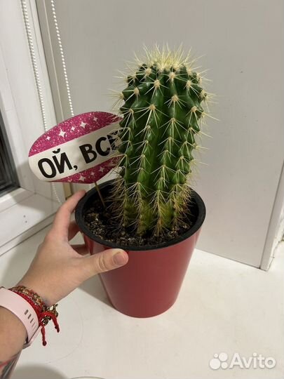 Кактус Эхинокактус Грузона