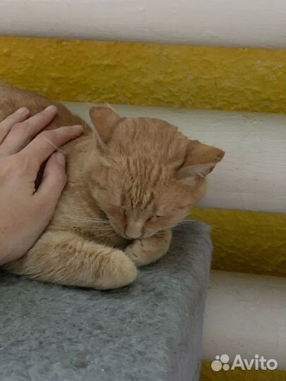 Кошка Рыжуля в добрые руки