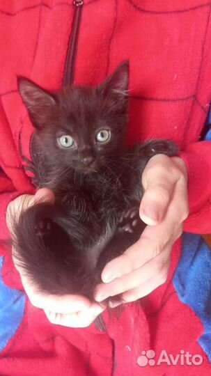 Котенок бесплатно