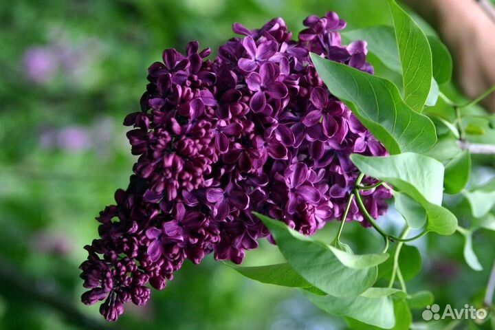 Сирень, миндаль, Ирга