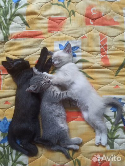 Добрые котята в хорошие руки