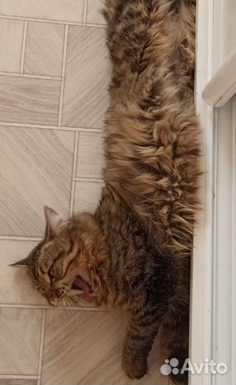 Сибирский кот