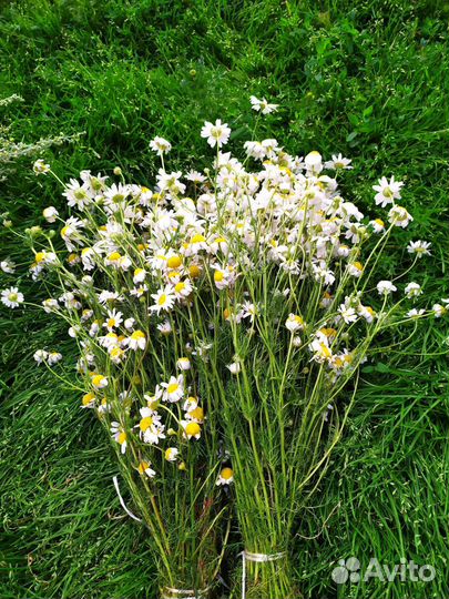 Лечебные травы для бани