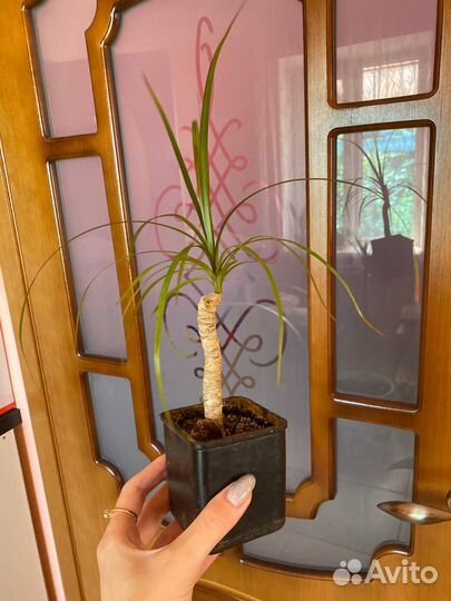 Пальма драцена