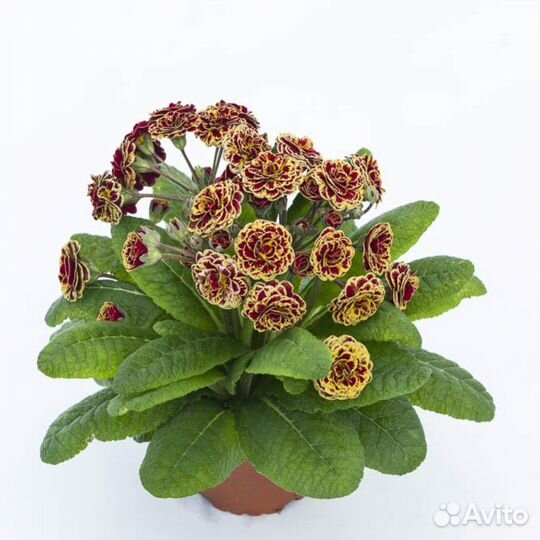 Примулы полиантовые махровые