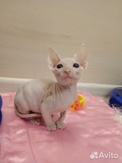 Канадский сфинкс. Котята