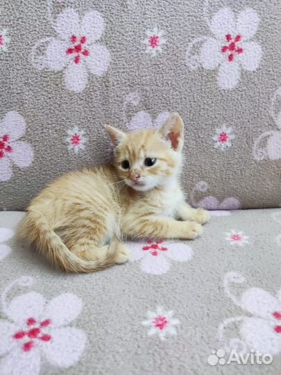 Рыжие котята 6 недель