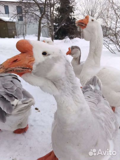 Гуси холмагоры инкуб. Яйцо