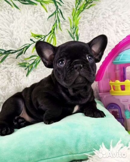 Французский бульдог чёрные щенки