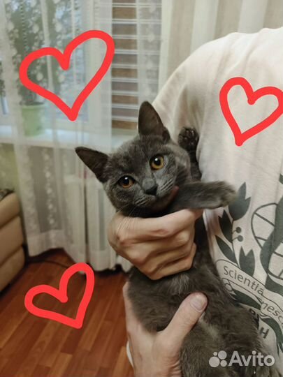 Британочка ищет маму и папу