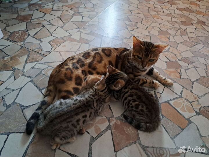 Бенгальский котенок девочка
