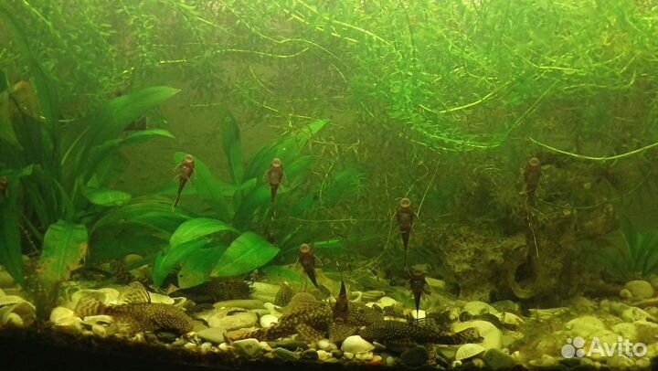 Сомики анциструсы