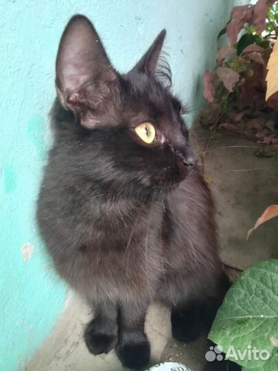 Кошка