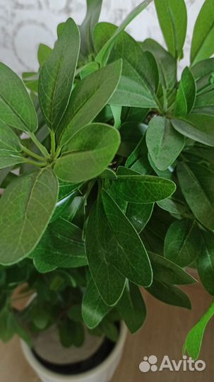 Искусственные цветы