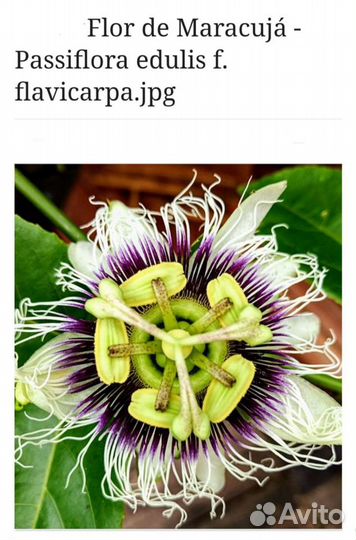 Маракуйя (Пассифлора), торг