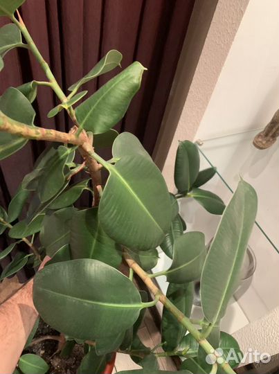 Фикус робуста