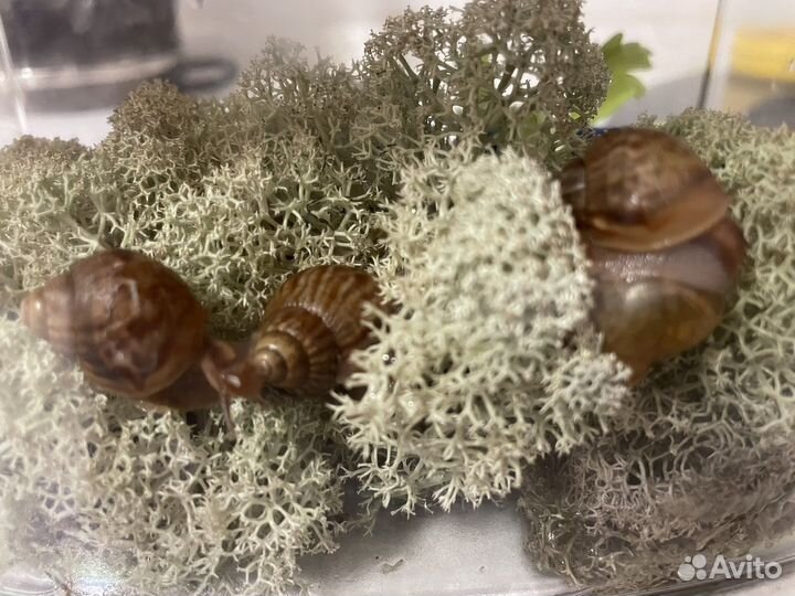 Улитки Ахатины