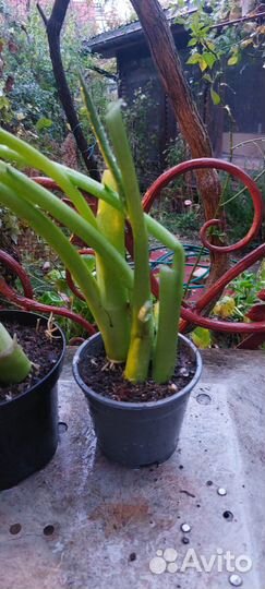 Калла эфиопская