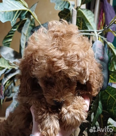 Той-пудель девочка