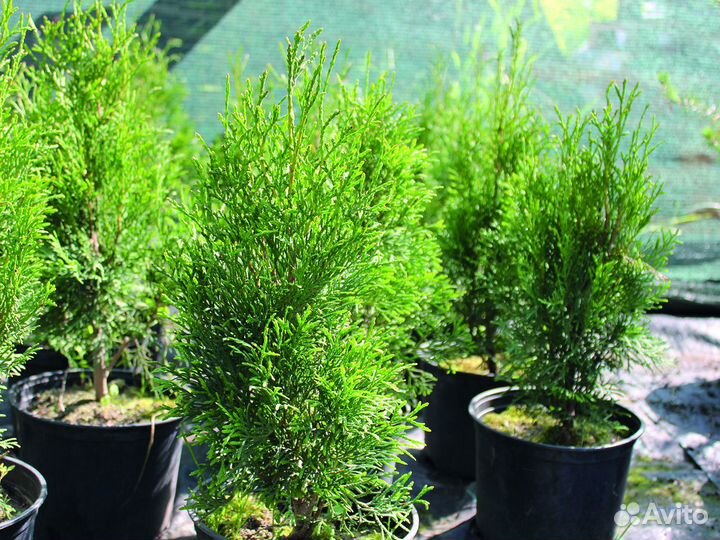 Туя западная 