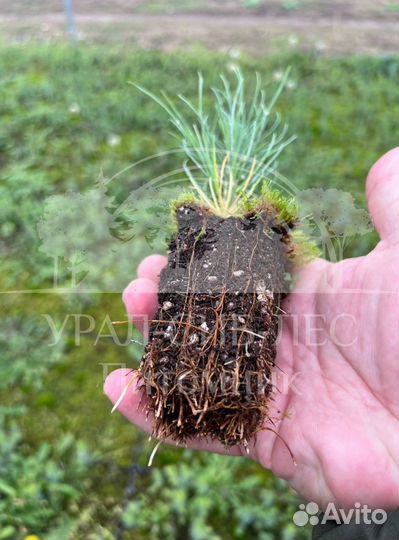 Горная сосна Мугус с зкс сеянцы