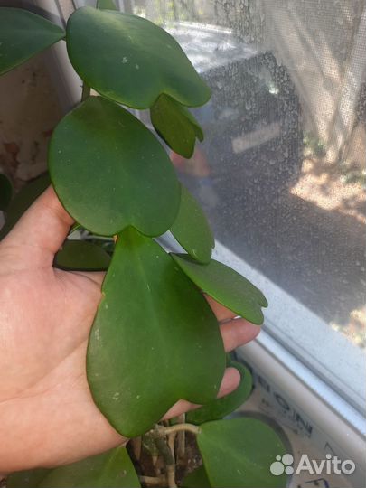 Хойя керри (hoya kerry)