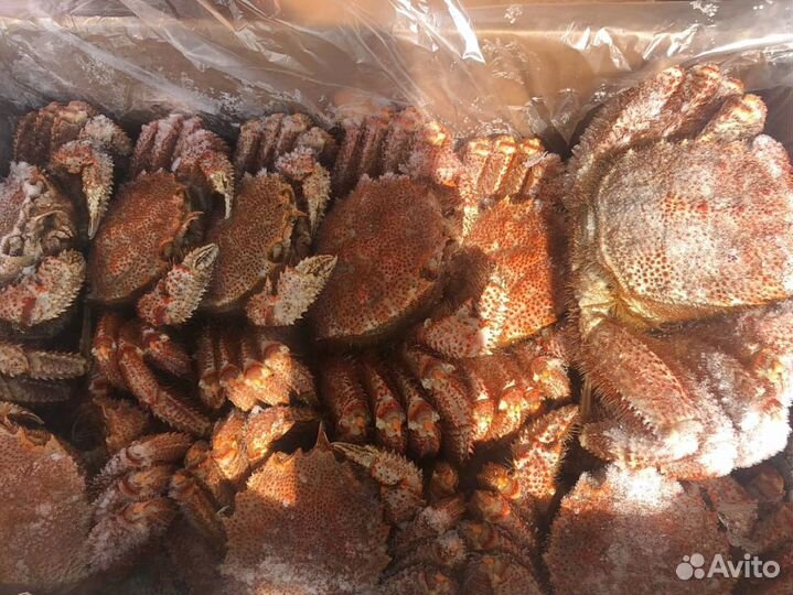 Краб Волосатик