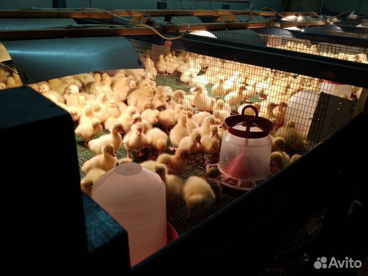 Гусята суточные