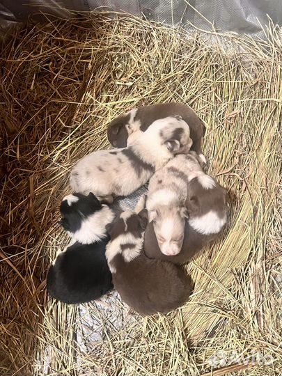 Бордер колли