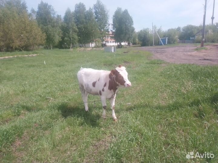 Телята бычки и телки