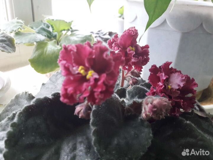 Детки сортовых фиалок