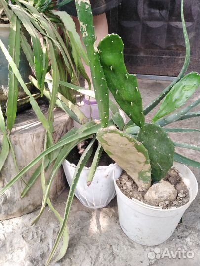 Отдам растения