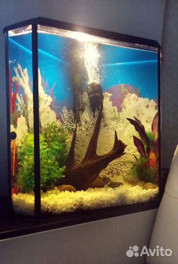 Большой аквариум