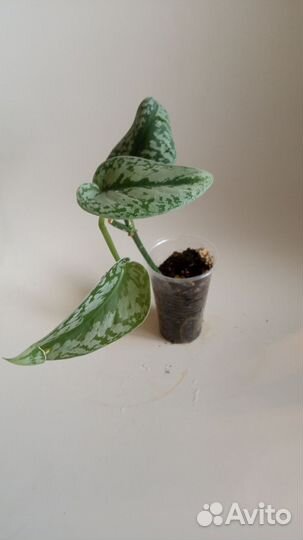 Сциндапсус пиктус, филодендроны и монстера манки