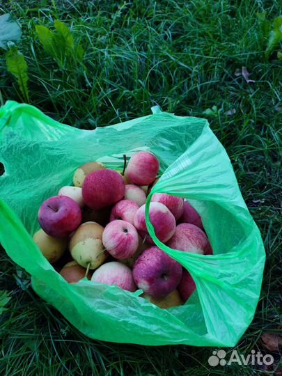 Яблоки и груши