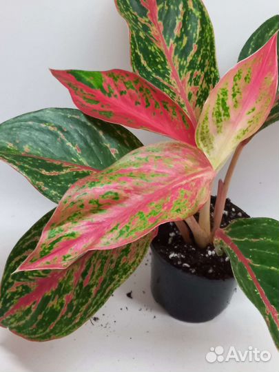 Аглаонема пинкат