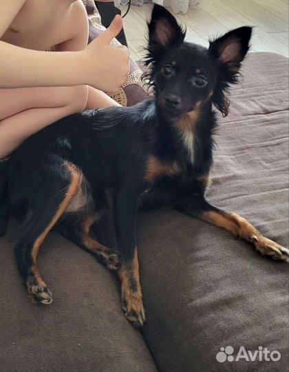 Русский той-терьер длинношерстный вязка