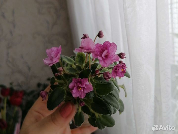 Мини фиалки