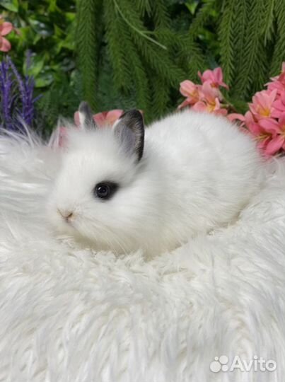 Львиноголовый карликовый кролик