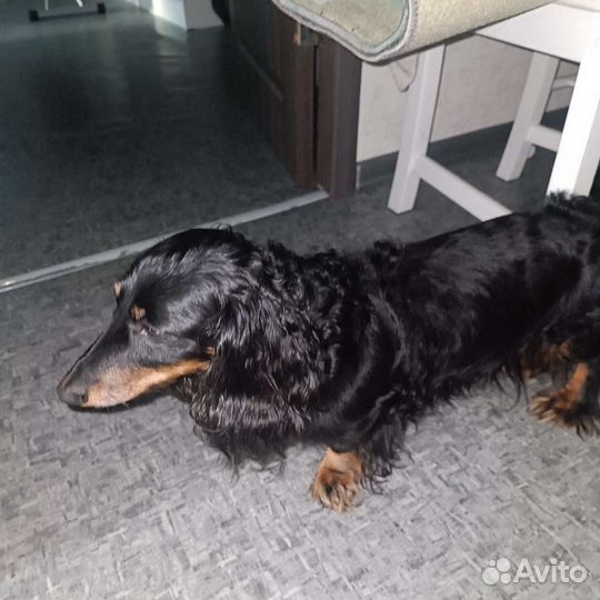 Карликовая такса щенки спб