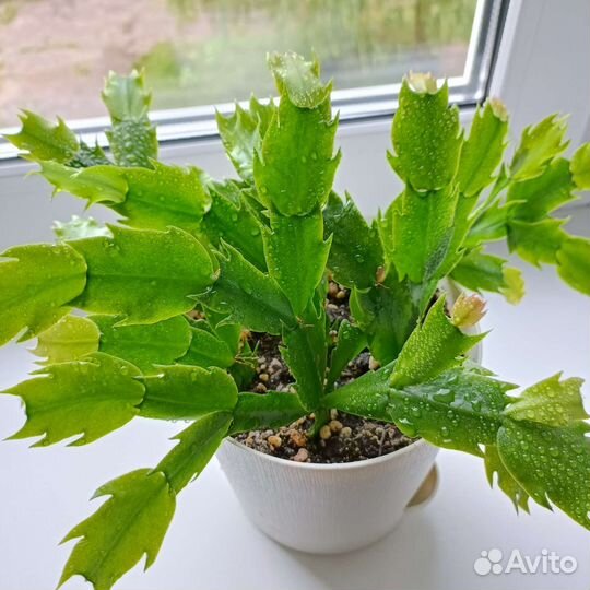 Декабрист (шлюмбергера)