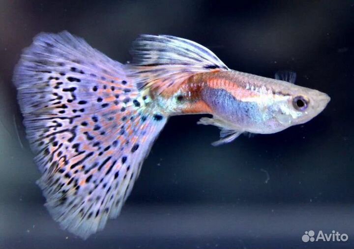 Меченосцы флаговые вуалевые,апистограммы Рамирези